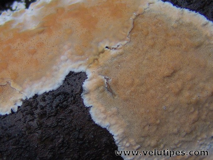 Steccherinum nitidum