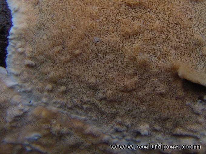 Steccherinum nitidum