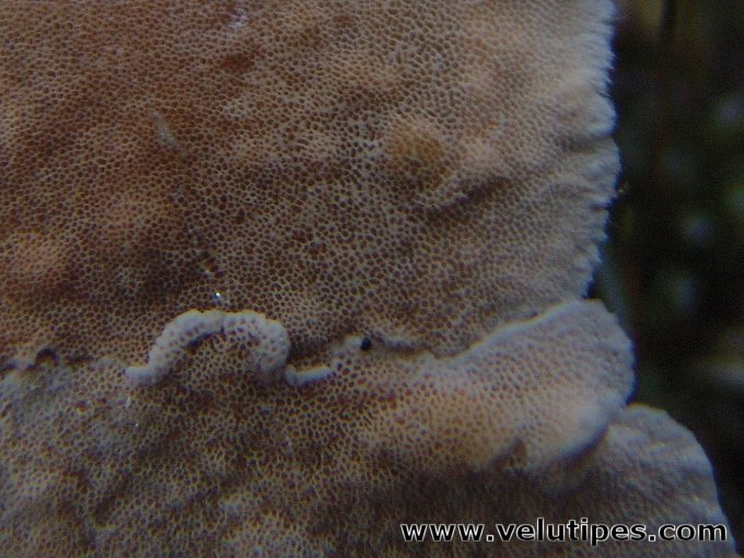 Steccherinum nitidum