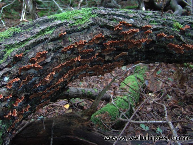 Stereum gausapatum