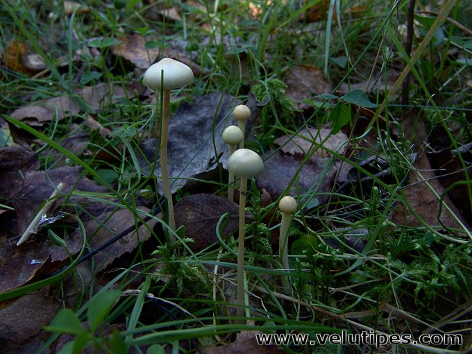 Stropharia alcis