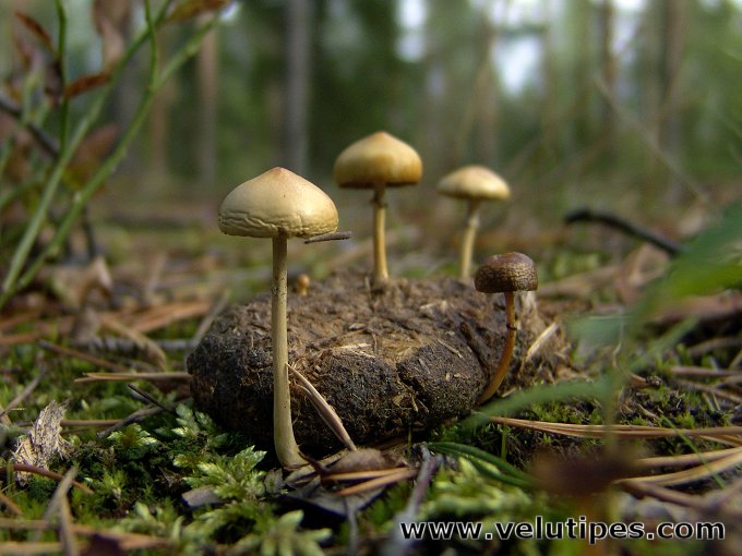 Stropharia semiglobata