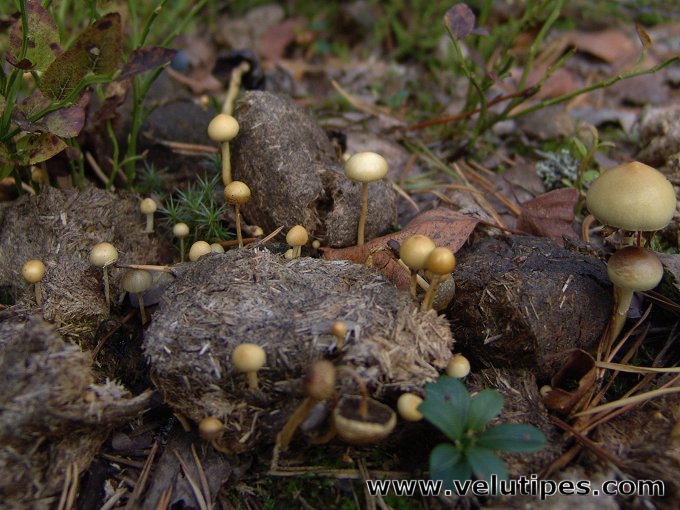 Stropharia semiglobata