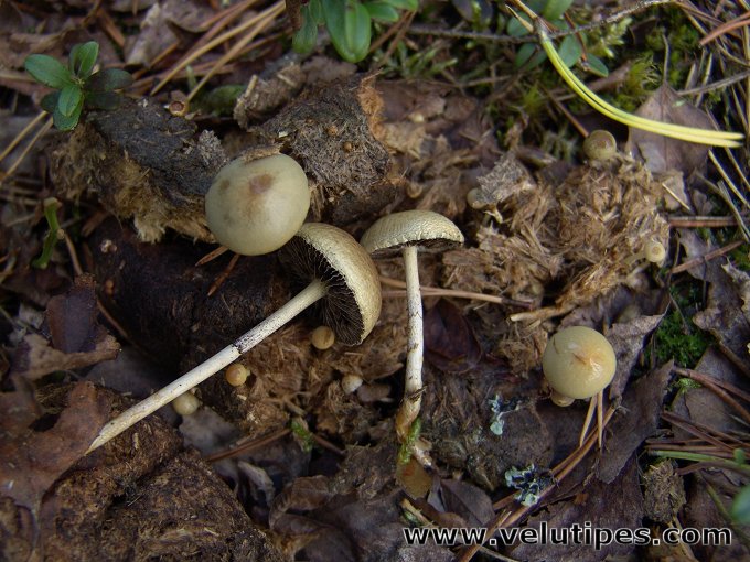 Stropharia semiglobata