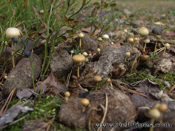 Stropharia semiglobata