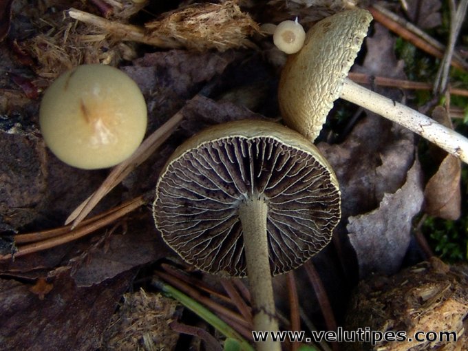 Stropharia semiglobata