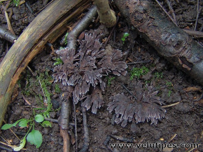 Thelephora anthocephala