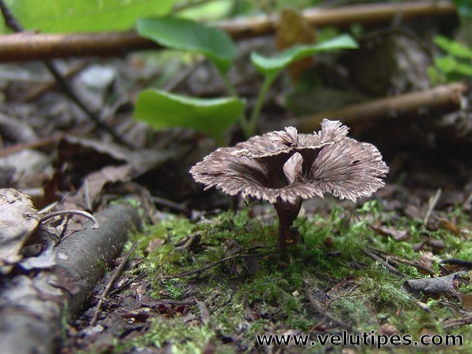 Thelephora caryophyllea