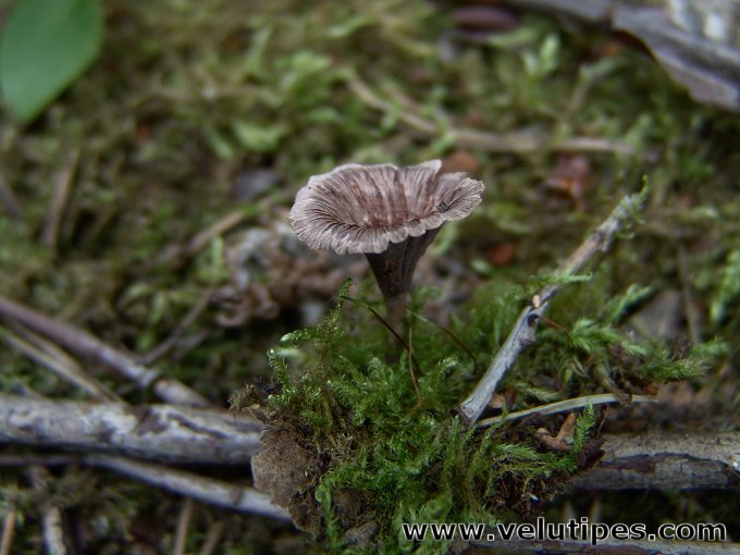 Thelephora caryophyllea
