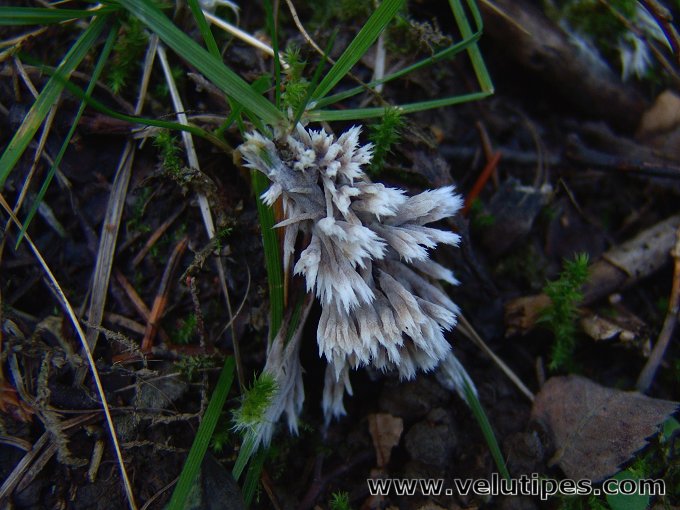 Thelephora penicillata
