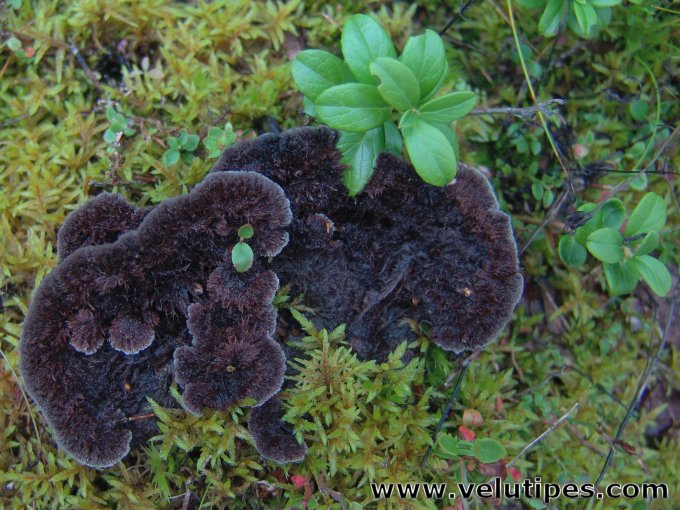 Thelephora terrestris