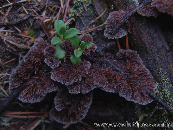 Thelephora terrestris