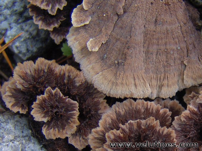 Thelephora terrestris