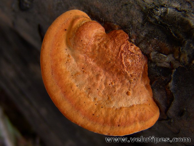 Trametes cinnabarina