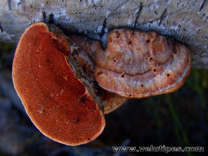 Trametes cinnabarina