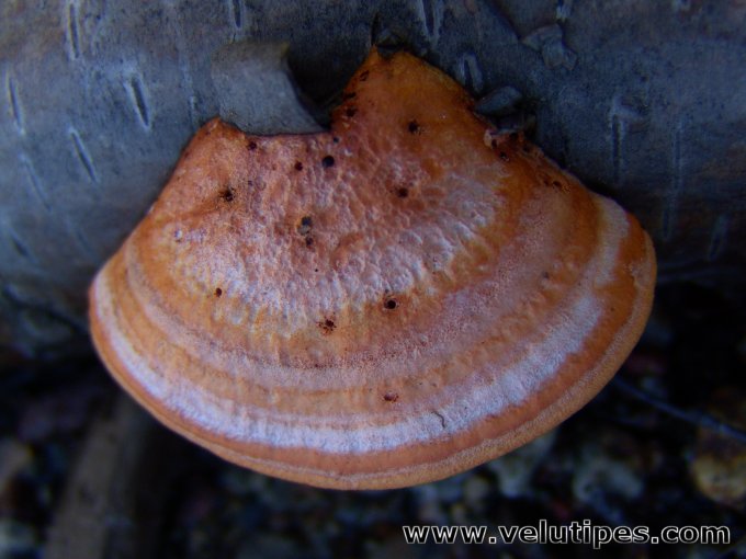 Trametes cinnabarina
