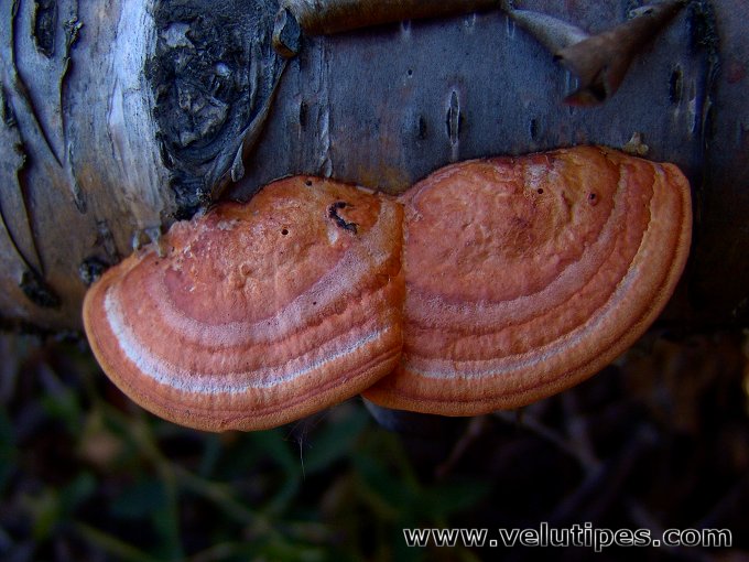 Trametes cinnabarina