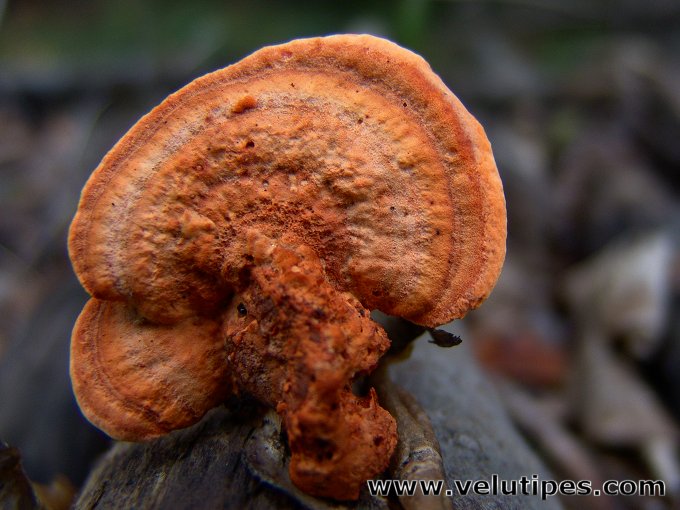 Trametes cinnabarina