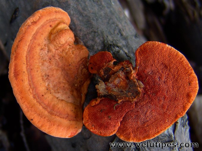 Trametes cinnabarina