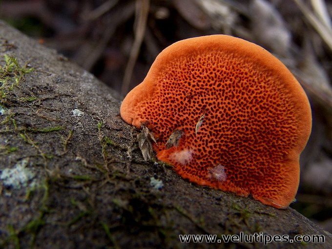 Trametes cinnabarina