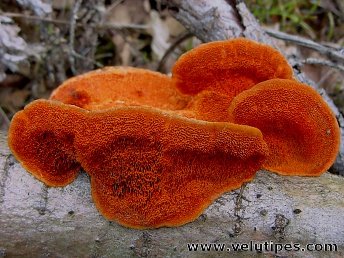 Trametes cinnabarina