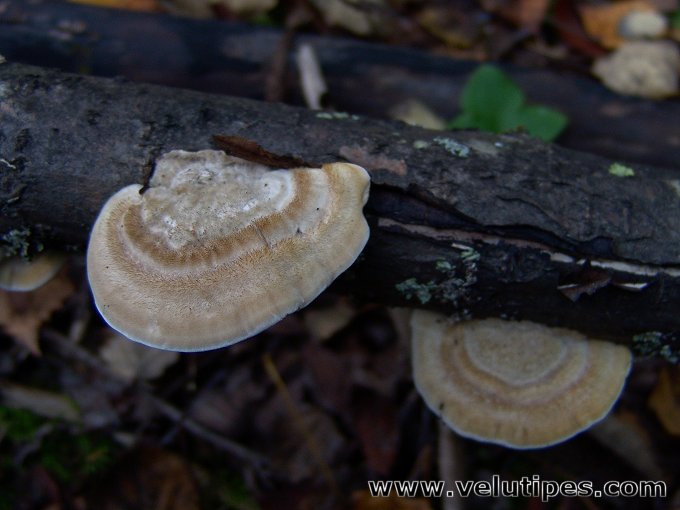 Trametes hirsuta