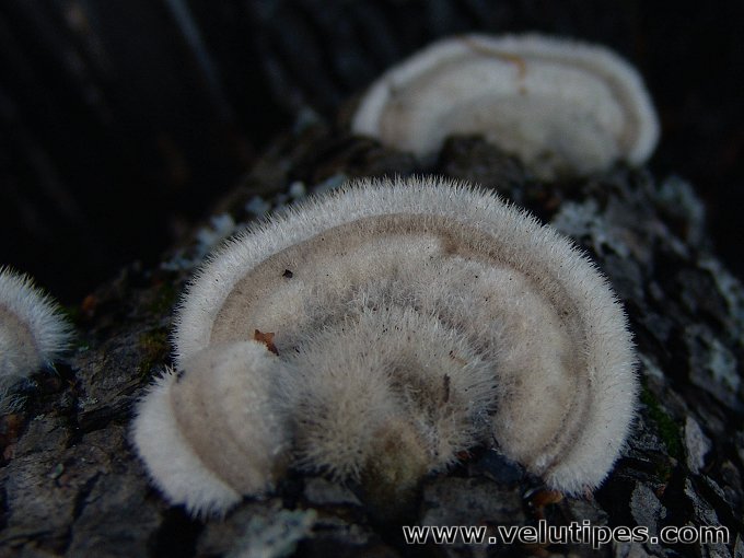 Trametes hirsuta