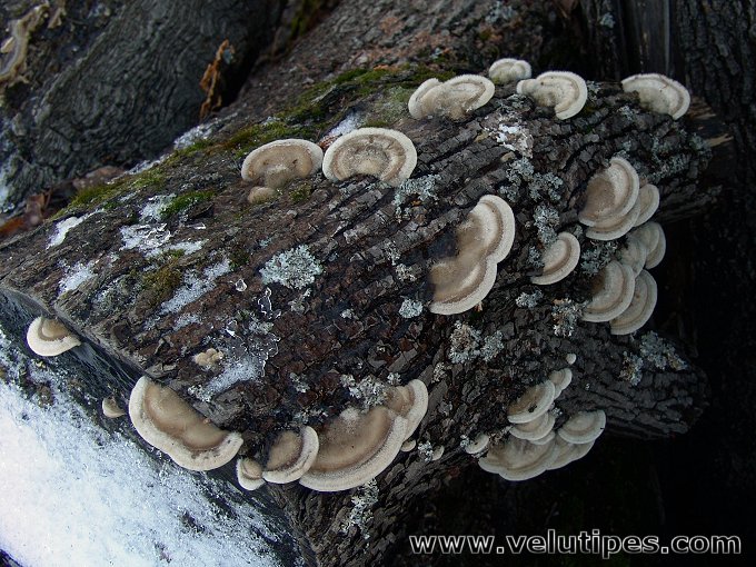 Trametes hirsuta