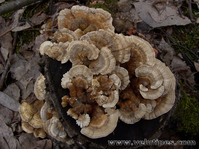 Trametes ochracea