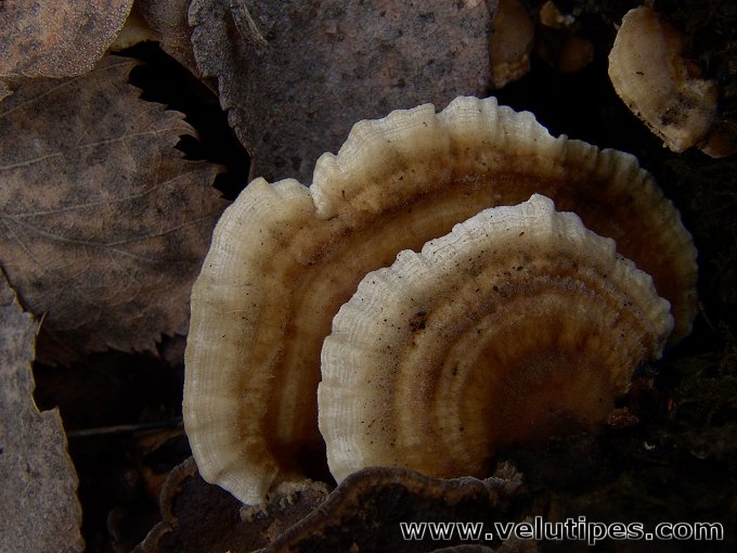 Trametes ochracea