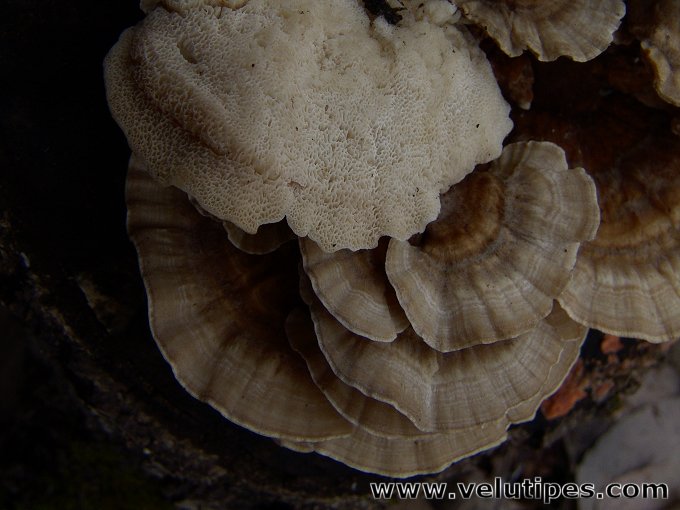 Trametes ochracea