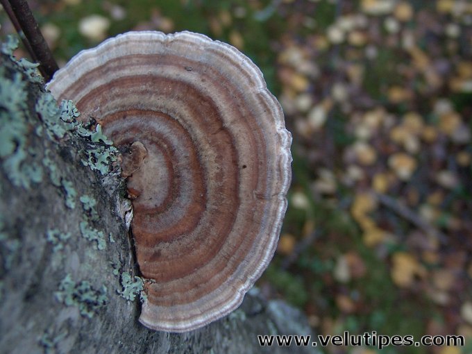 Trametes ochracea