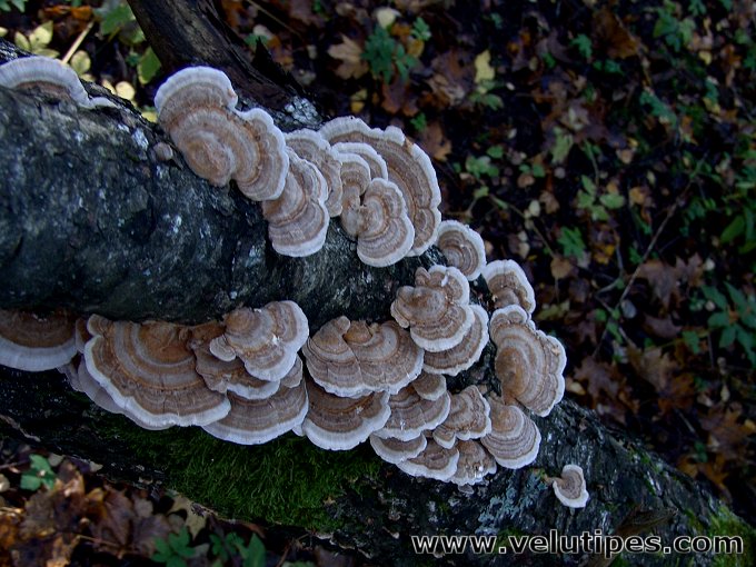 Trametes ochracea