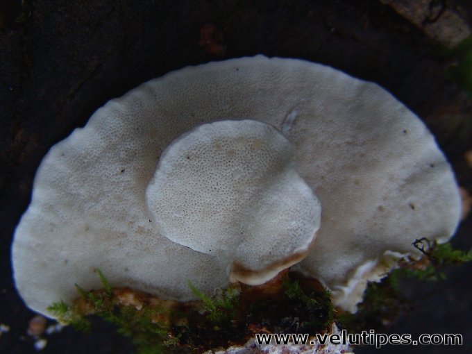 Trametes ochracea