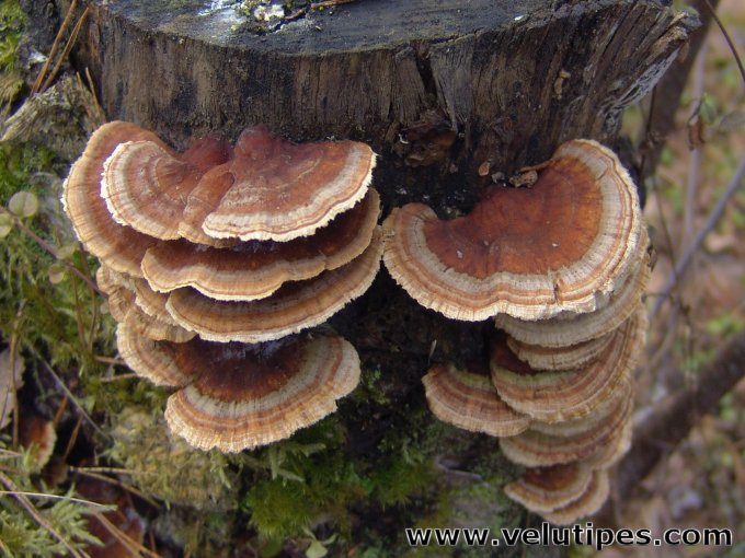 Trametes ochracea