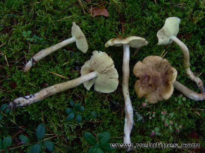 Tricholoma aestuans