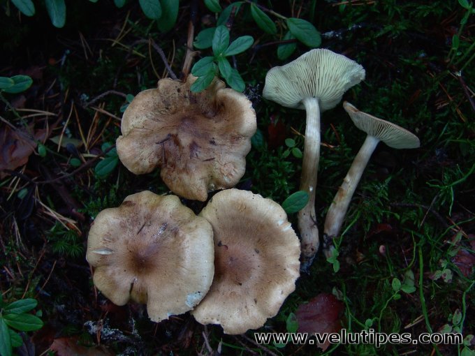 Tricholoma aestuans