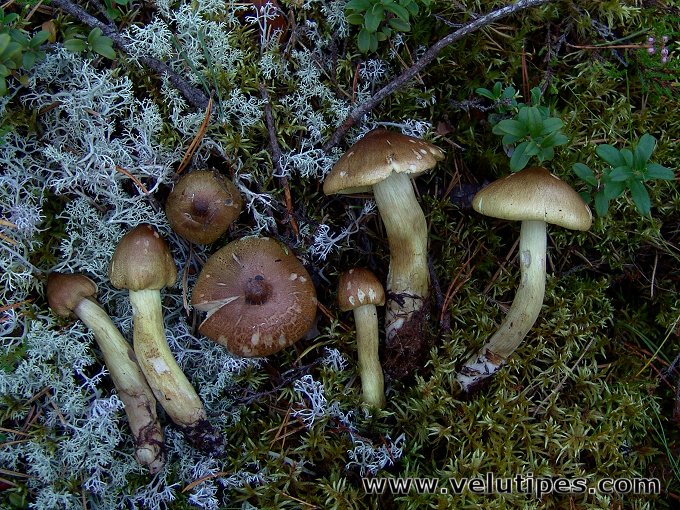 Tricholoma aestuans