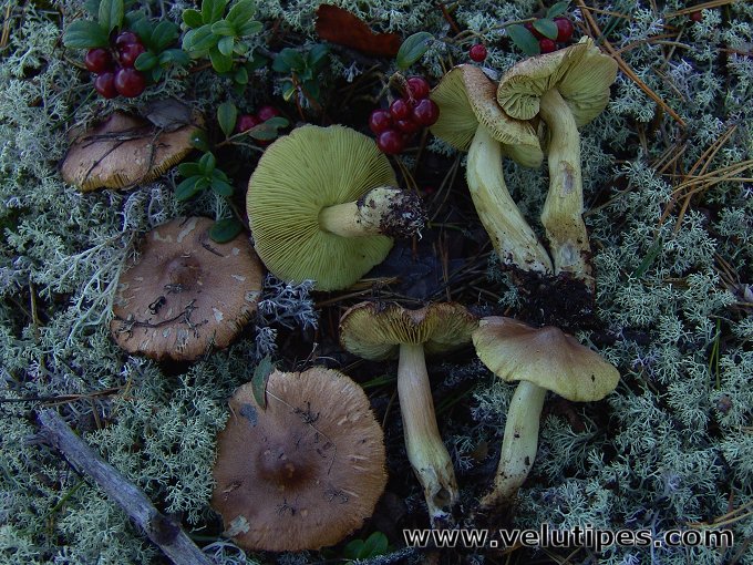 Tricholoma aestuans
