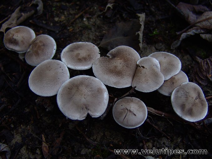 Tricholoma cingulatum