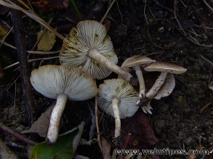Tricholoma cingulatum
