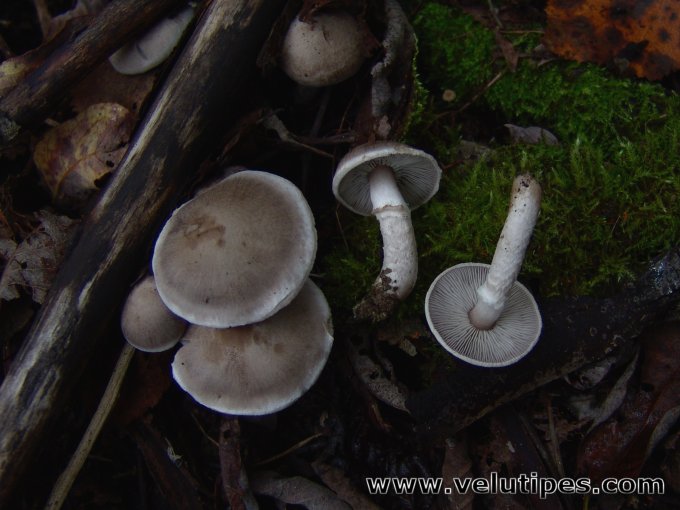 Tricholoma cingulatum