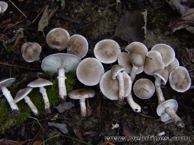 Tricholoma cingulatum
