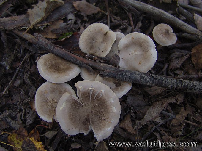 Tricholoma cingulatum