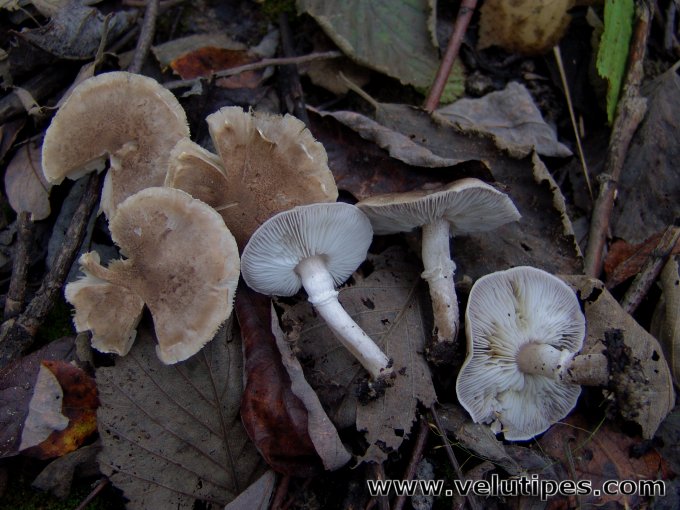 Tricholoma cingulatum