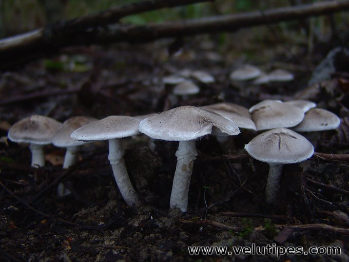 Tricholoma cingulatum