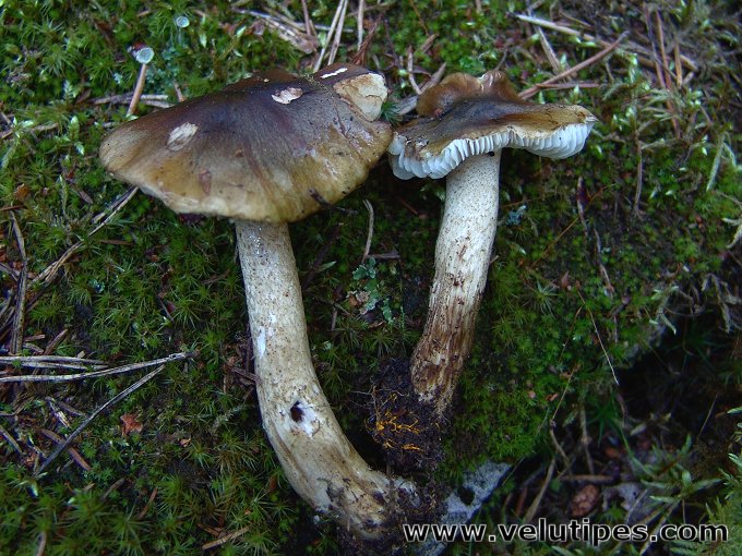 Tricholoma fucatum