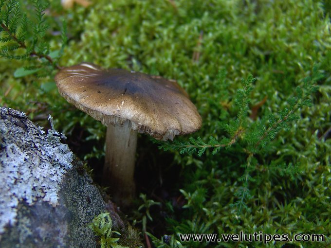 Tricholoma fucatum