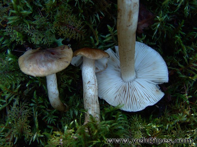 Tricholoma fucatum