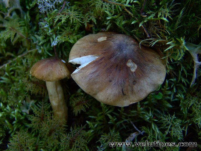 Tricholoma fucatum